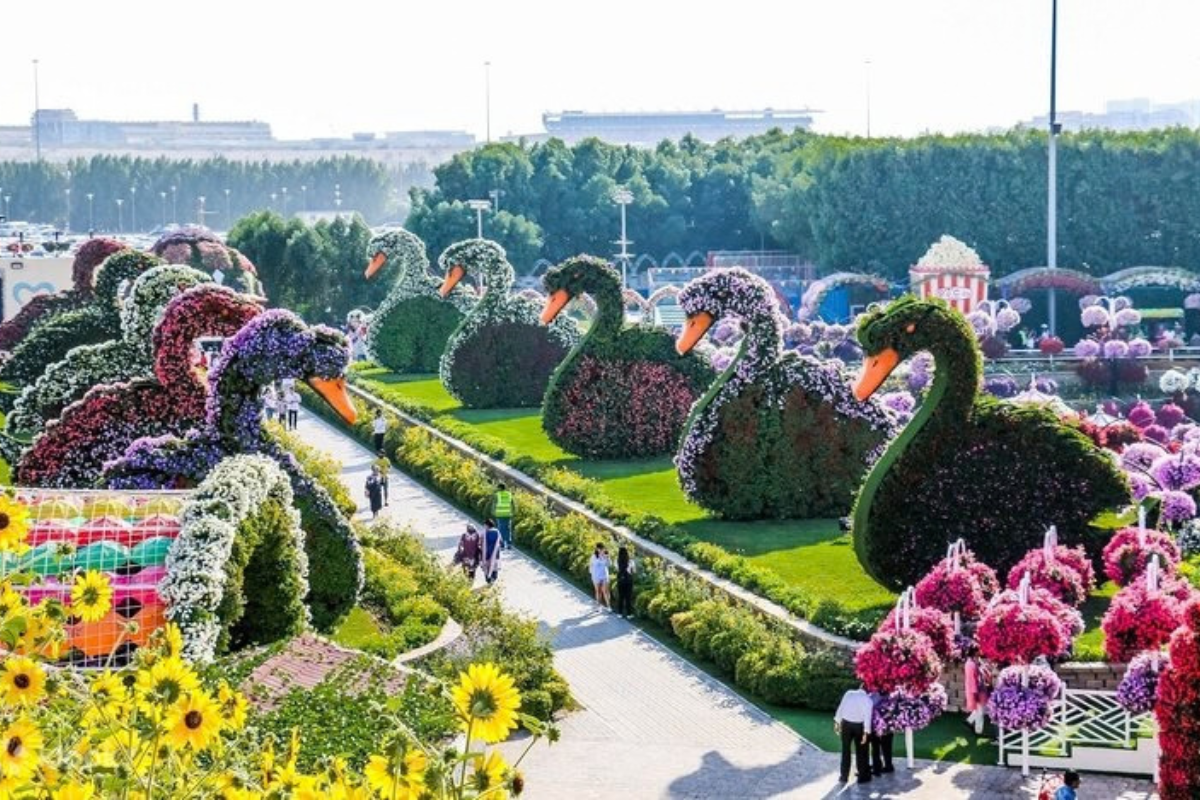 Swan-shaped topiary birds lining a pathway at Dubai Miracle Garden
