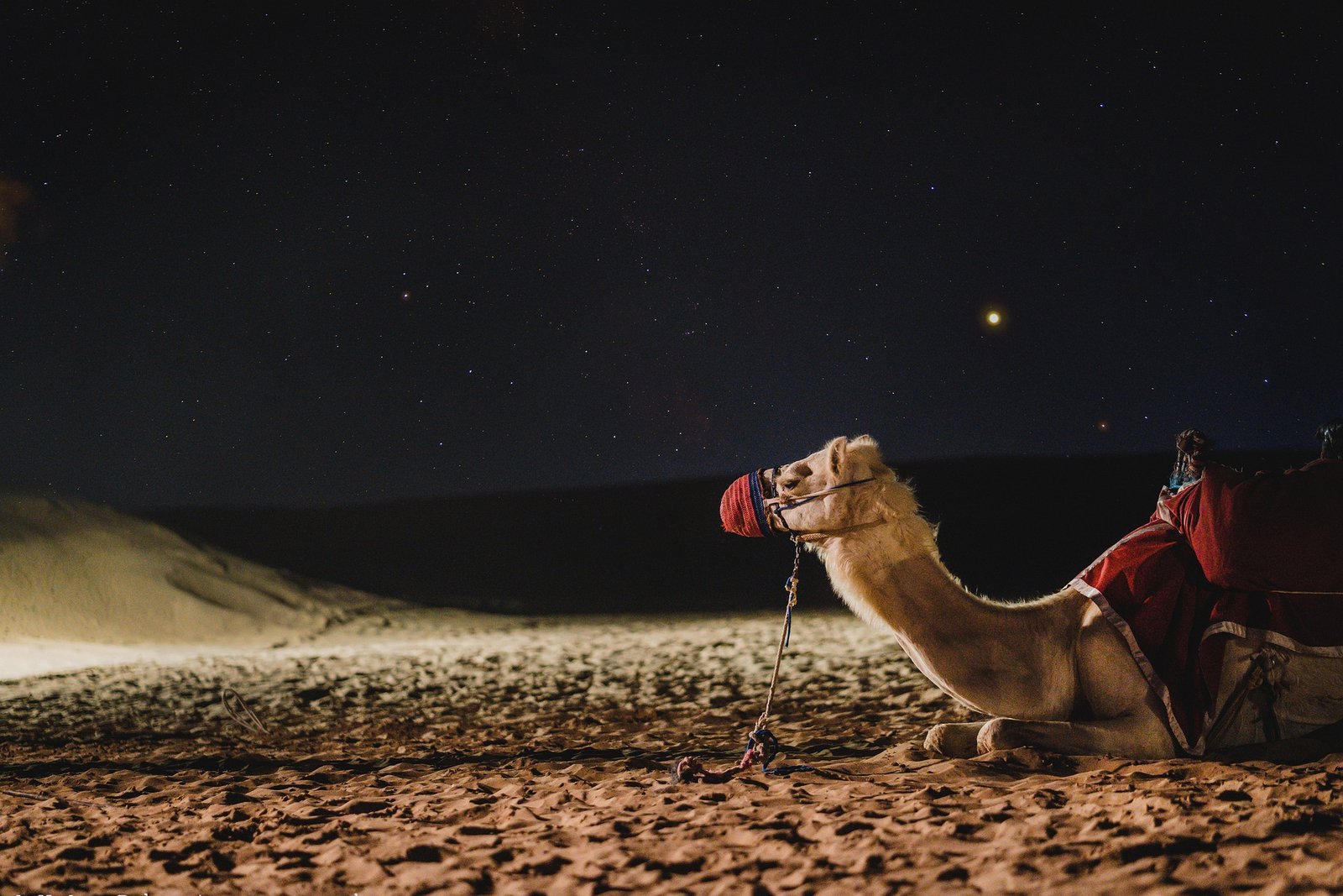 Camel in the Dubai desert under a starry night sky