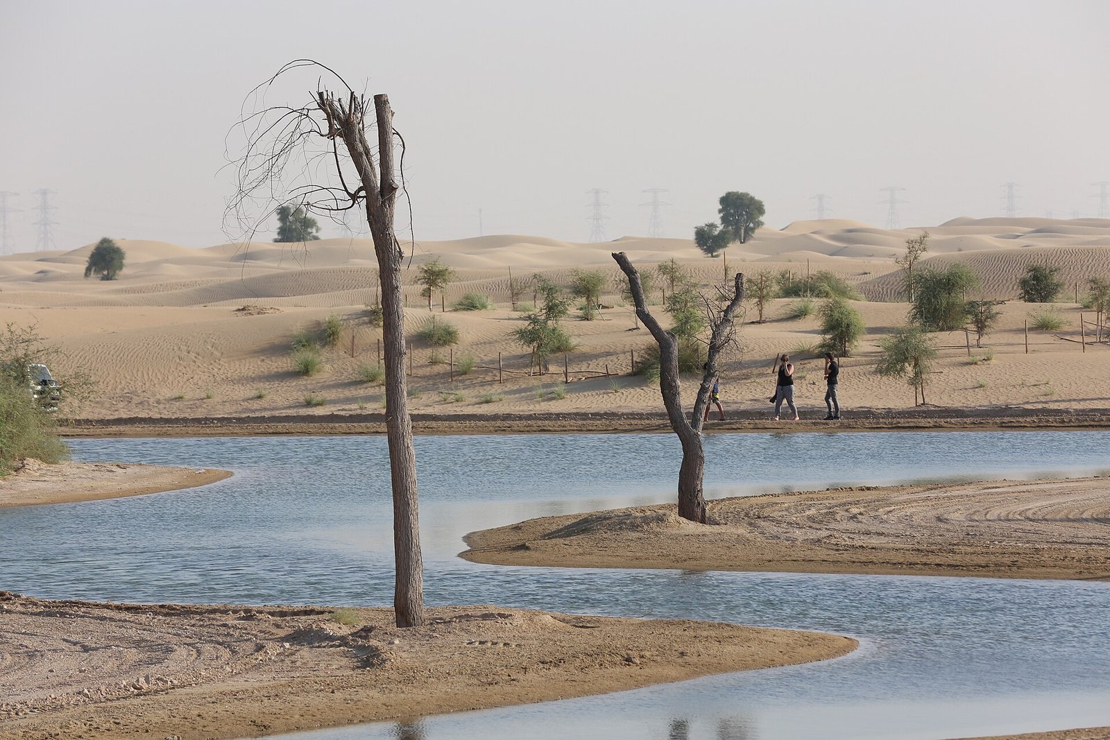 Al Qudra lakes shoreline with ghaf trees near Love Lake Dubai
