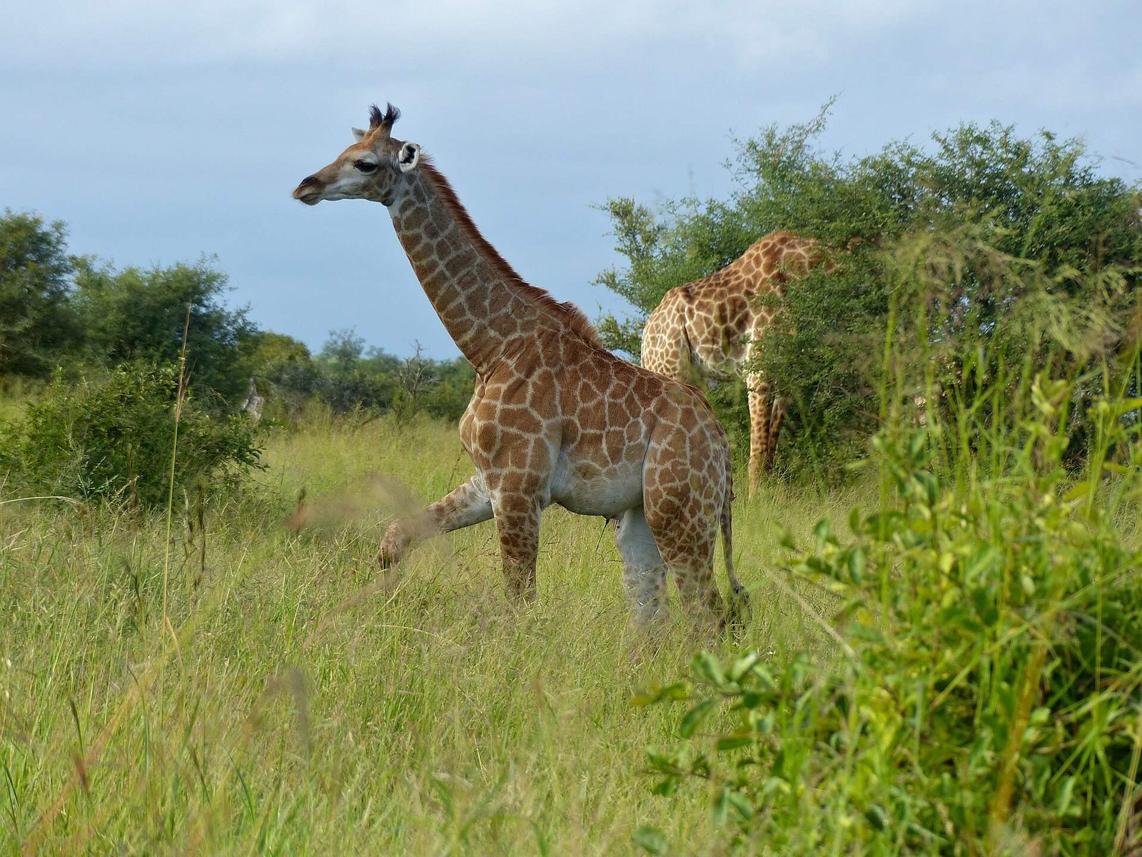 A young giraffe calf standing with its mother (general photo)