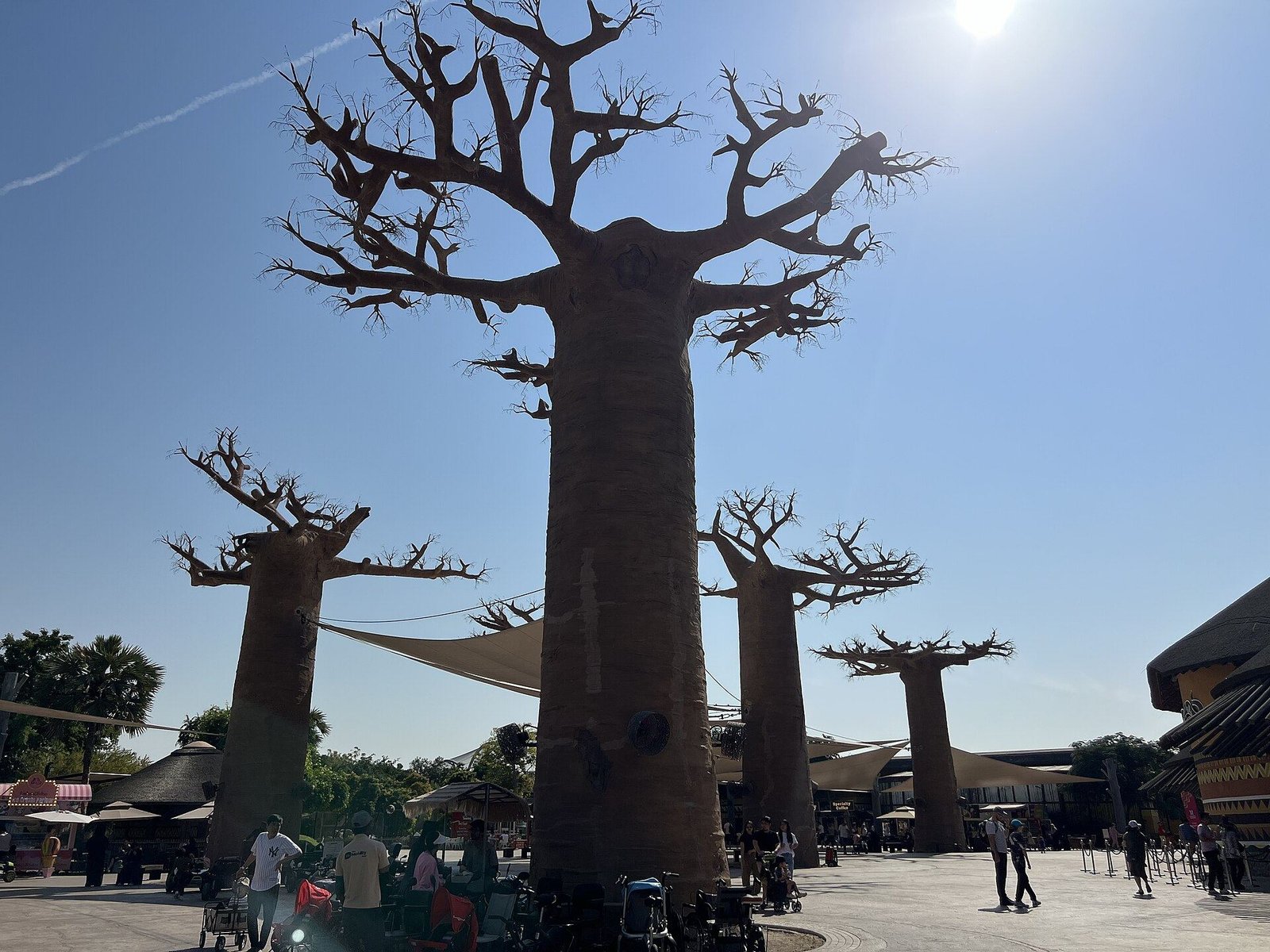 Giant baobab trees in the African Village zone at Dubai Safari Park