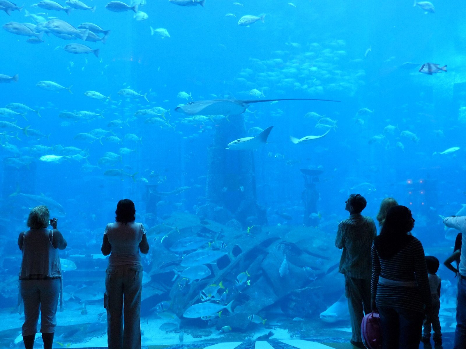 Lost World Aquarium at Atlantis Dubai, rays and fish in the Ambassador Lagoon