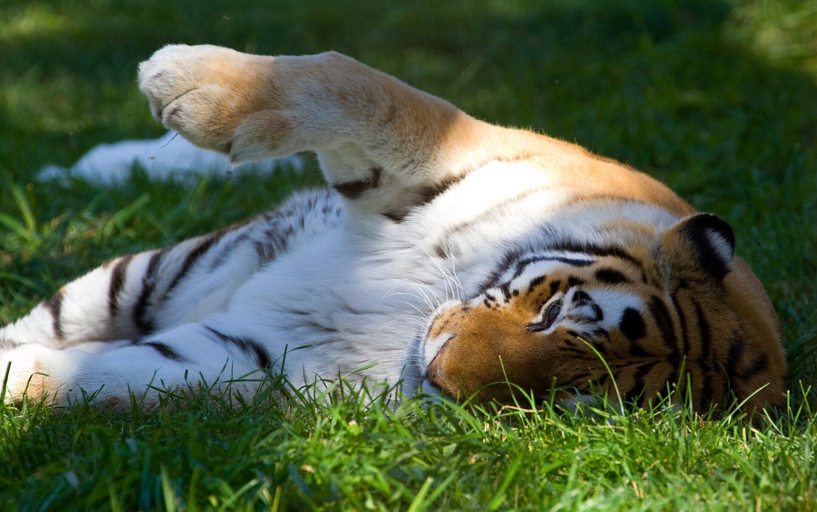 A tiger resting in its habitat (general photo)