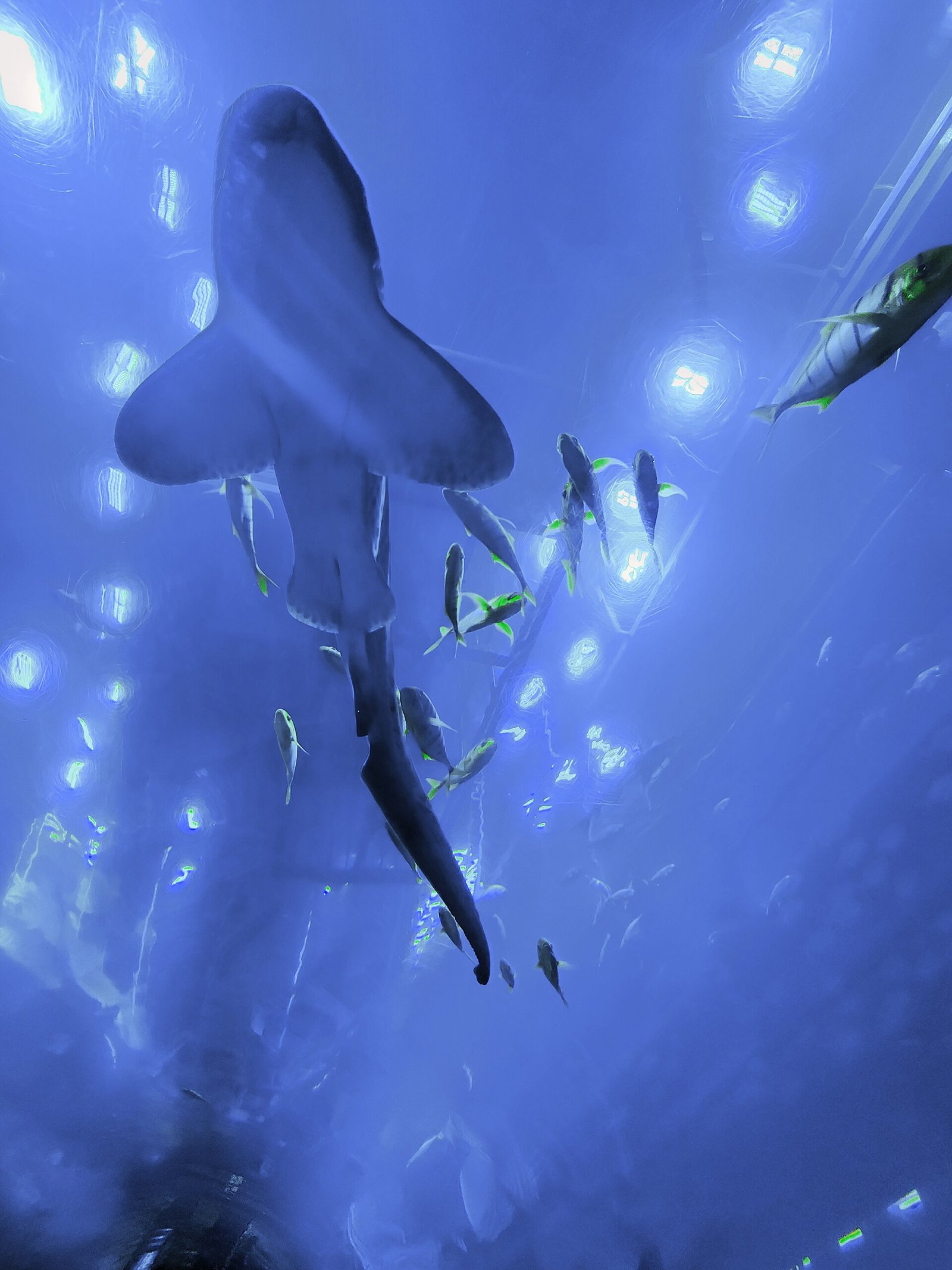 A shark swimming directly overhead, seen from below inside the Dubai Aquarium tunnel