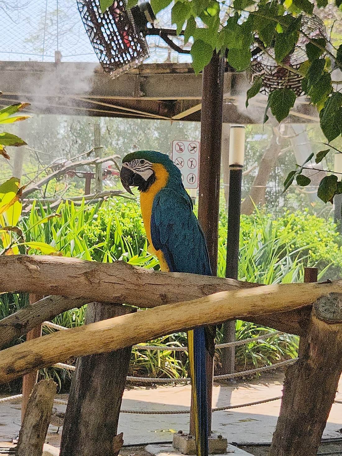 A colourful blue-and-gold macaw perched in the aviary at Dubai Safari Park