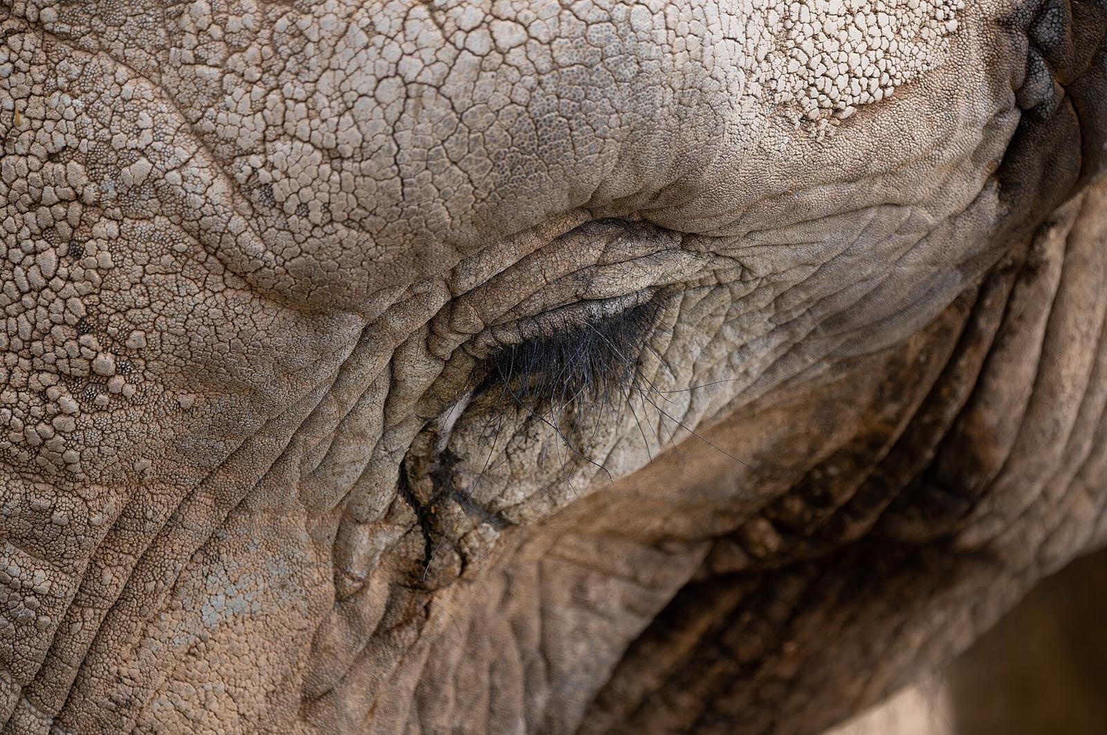 An African elephant (general photo)