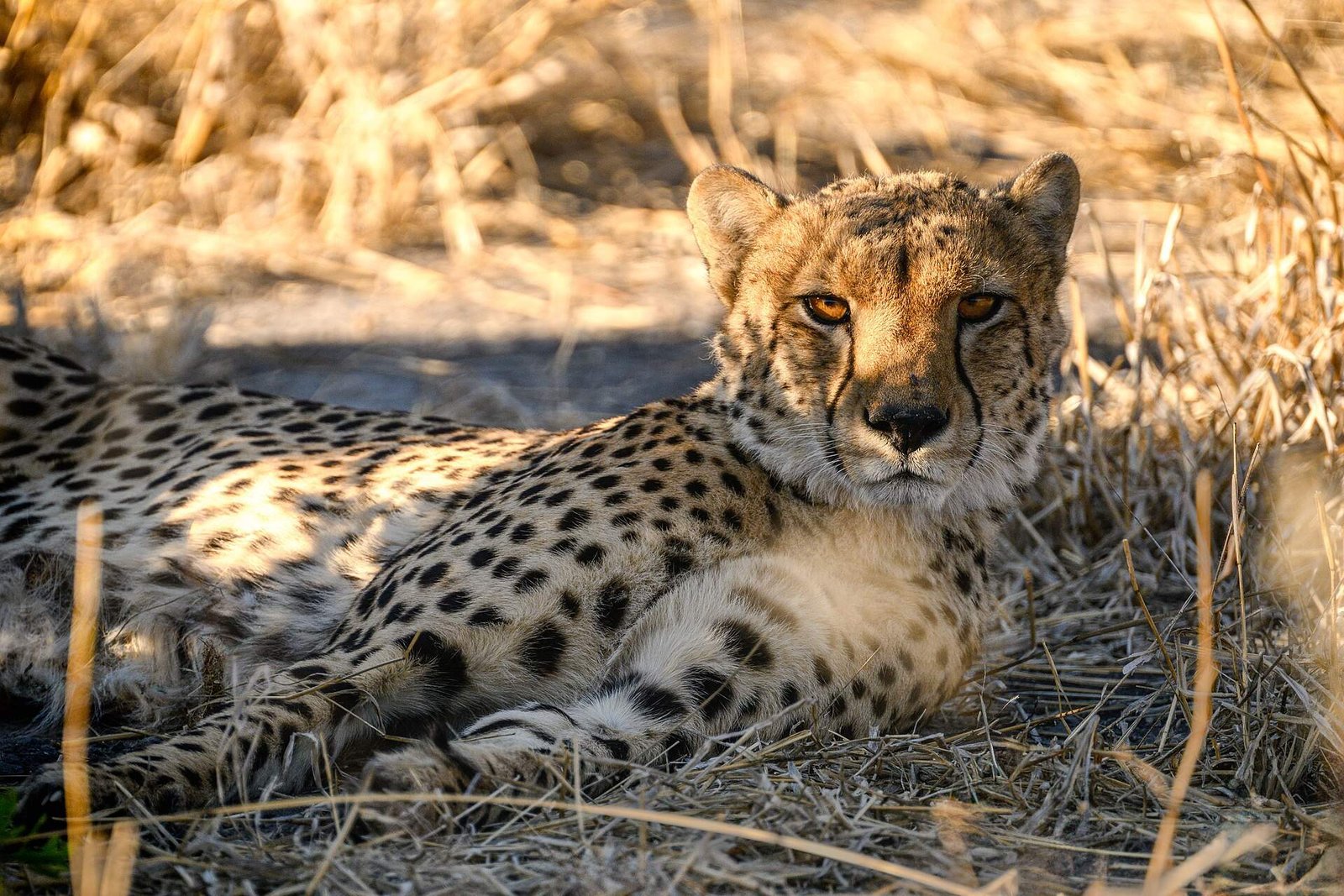 A cheetah resting in its habitat (general photo)