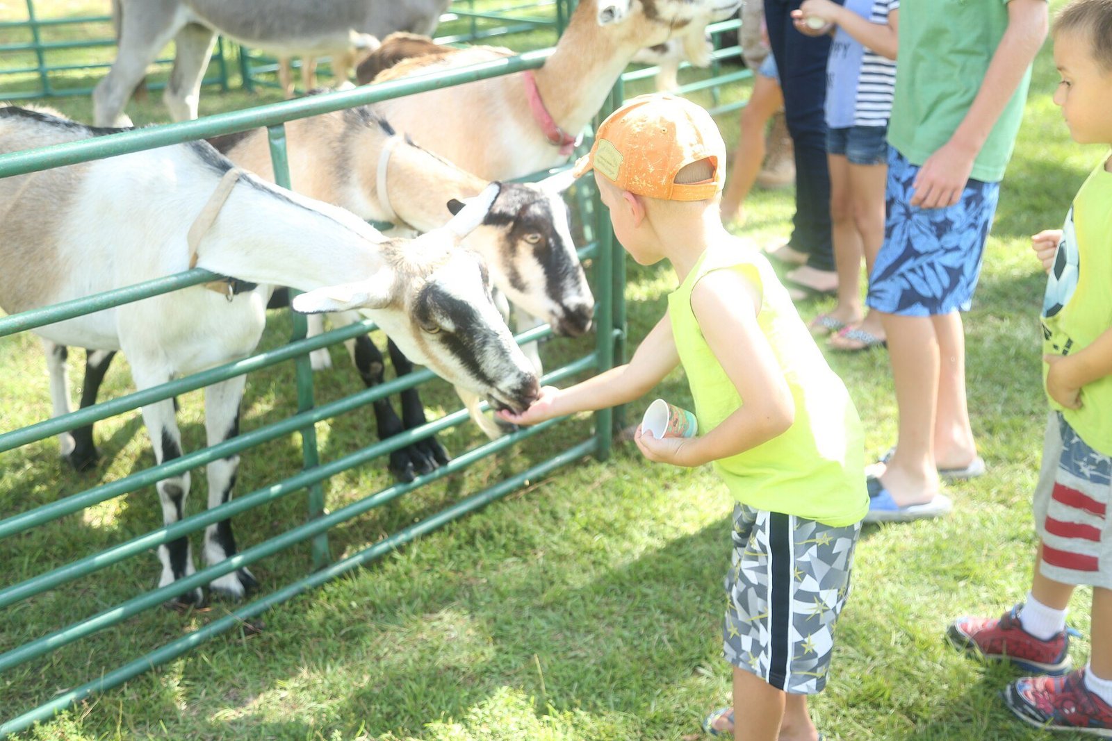 A child feeding friendly goats at a kids farm (general photo)