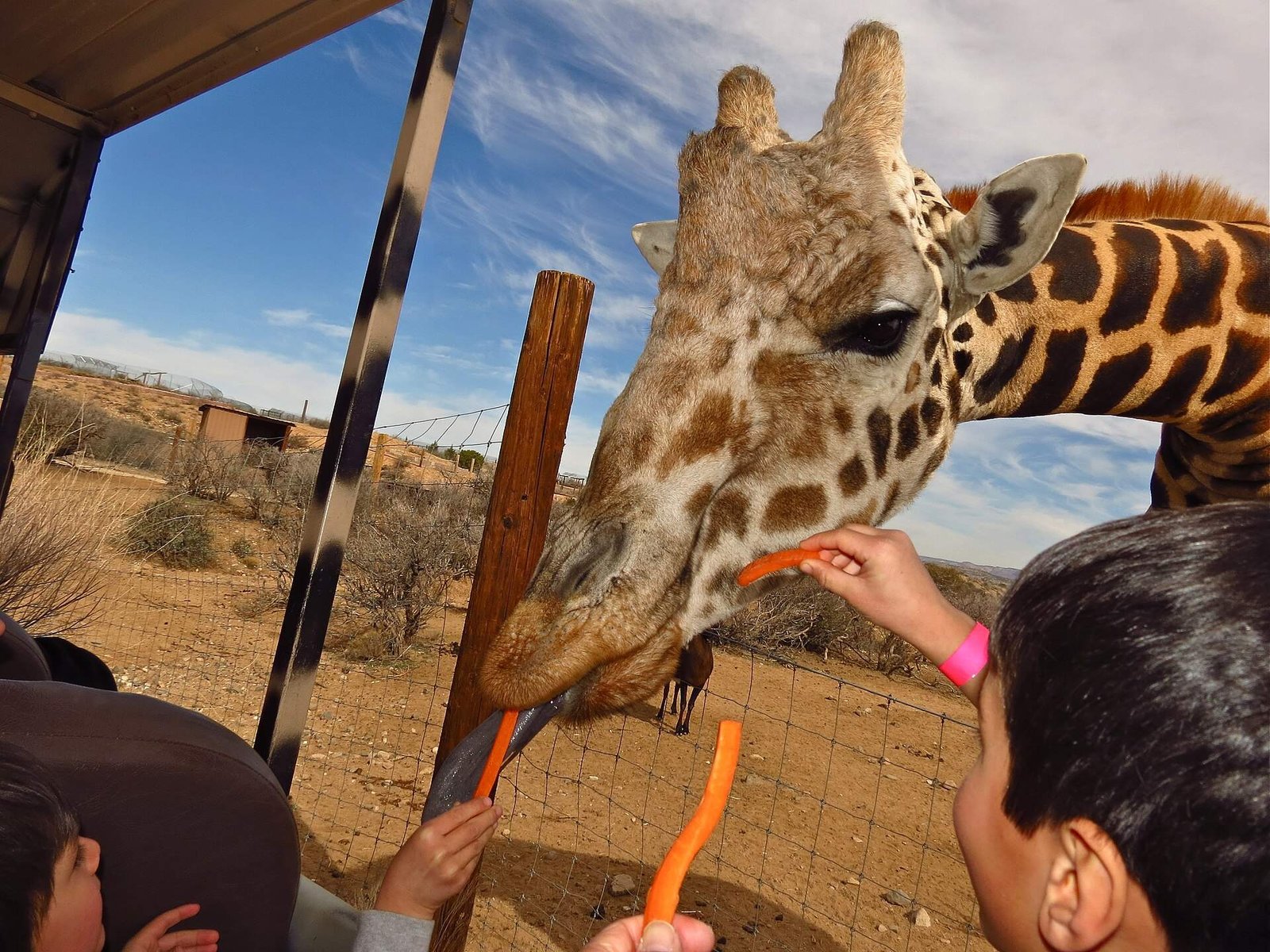 A giraffe bending down to eat a carrot from a visitor's hand (general photo)