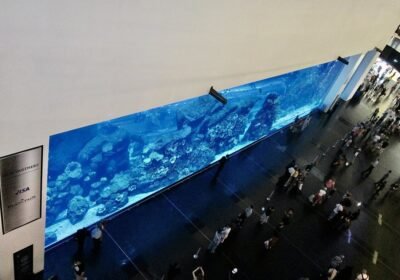 Dubai Aquarium Tickets: What Each Pass Really Gets You