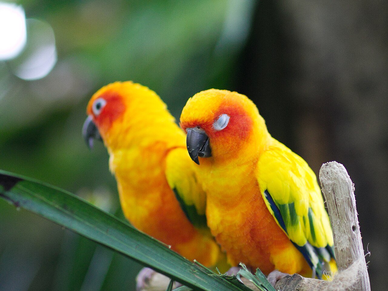 Sun conure parrots at Green Planet Dubai