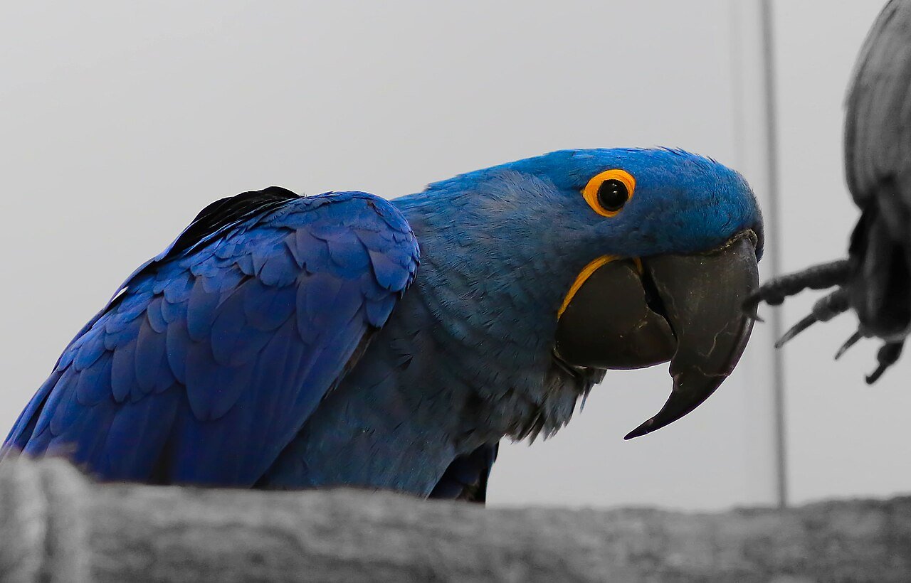 Blue hyacinth macaw at Green Planet Dubai