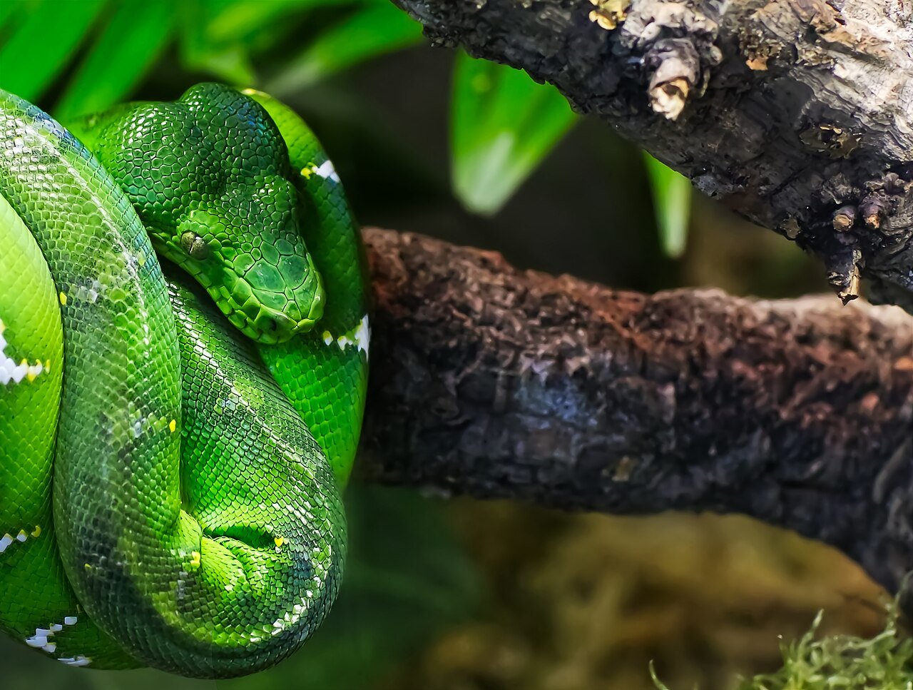 Green tree python at Green Planet Dubai