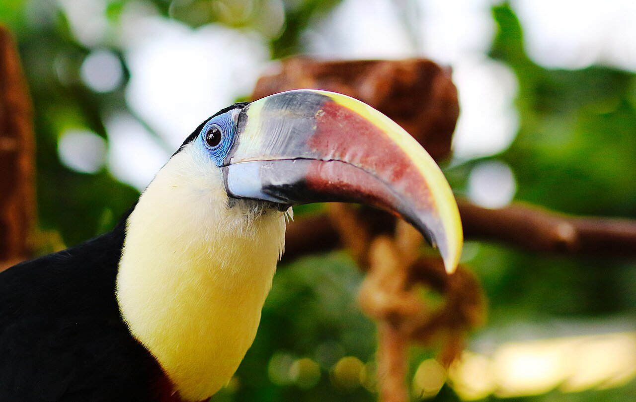 Toucan at Green Planet Dubai